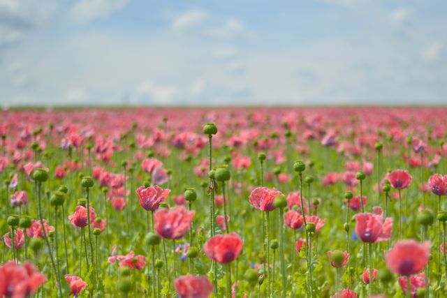 Field of Blooming Pink Poppies - Download Free Stock Photos Pikwizard.com
