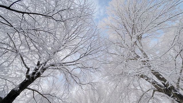 Snow-blanketing branches reaching skyward over frosted winter woodland canopy, winter calm