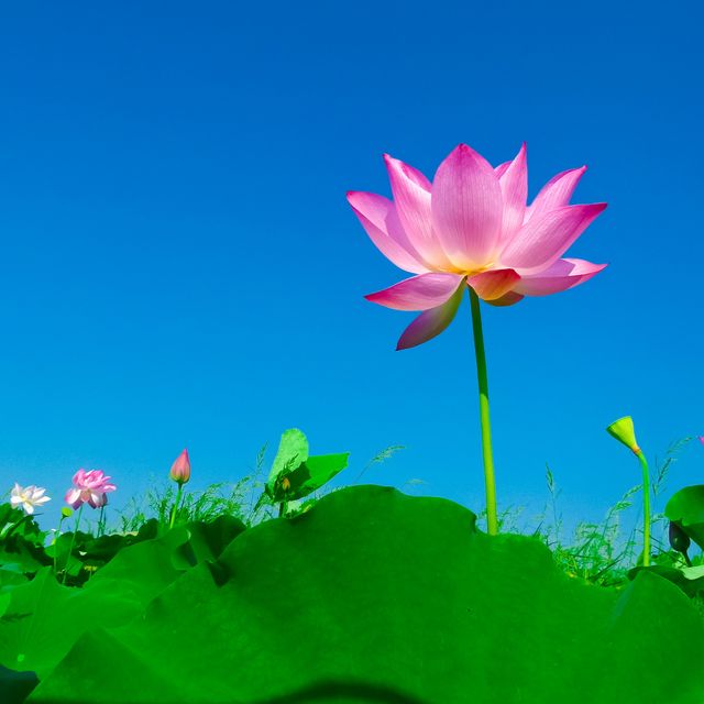 Stunning depiction of a pink lotus flower blooming against a bright blue sky with lush green leaves in the foreground. Ideal for use in nature-themed projects, wellness and mindfulness content, gardening blogs, or as soothing wall art. Capturing the essence of peace and natural beauty, perfect for promoting relaxation and outdoor activities.
