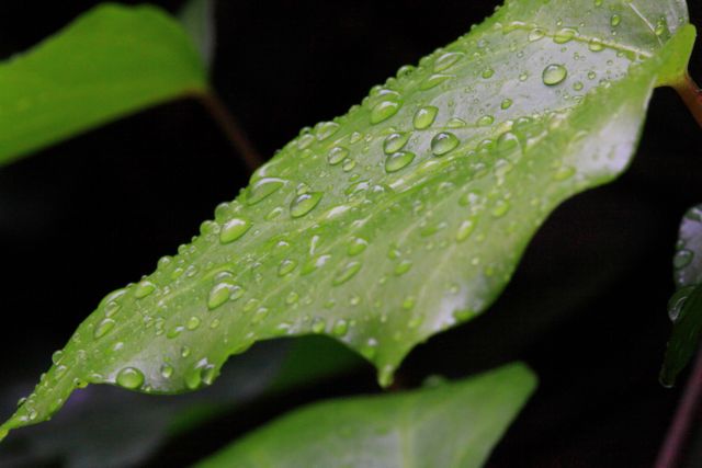 Captures green leaf with water droplets, symbolizing freshness and natural beauty. Ideal for nature-themed designs, environmental campaigns, or botanical articles. Can be used to highlight concepts such as freshness, purity, and environmental sustainability.