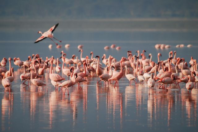Large group of pink flamingos standing in shallow water during daytime, ideal for nature and wildlife publications. Suitable for educational materials on bird species and migratory patterns. Perfect as nature-themed décor or for travel-related advertisements showcasing bird-watching destinations.