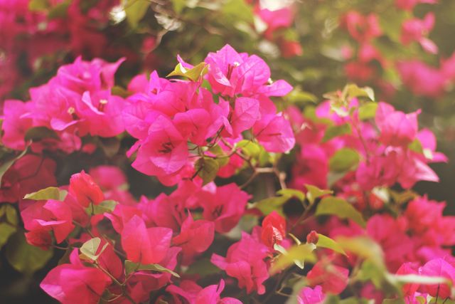 Close-up of Vibrant Pink Bougainvillea Blossoms in Natural Light - Download Free Stock Photos Pikwizard.com