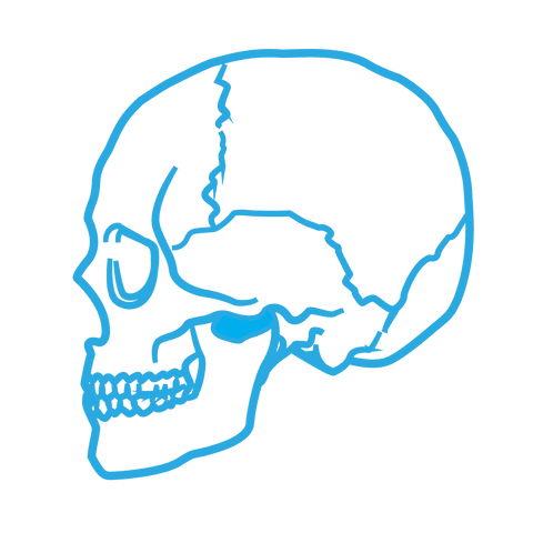 transparent blue skull line art icon on clear background - Download Free Stock Videos Pikwizard.com