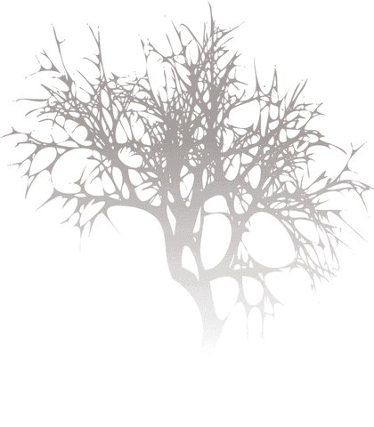 intricate bare tree silhouette with web-like branches on transparent - Download Free Stock Videos Pikwizard.com