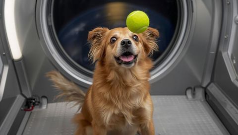 Happy brown dog catching bright tennis ball inside open washing machine drum, playful pet