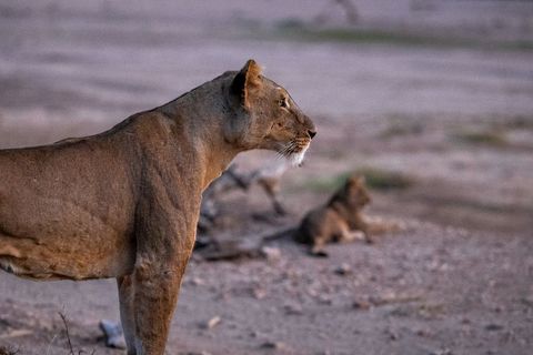 Lioness watching over cub at dusk on african savannah — wild predator maternal care