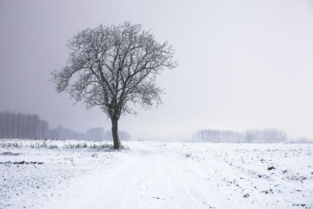 This peaceful scene highlights the calmness of a solitary tree standing amid a snow-covered field with an overcast sky. Ideal for use in projects emphasizing tranquility, solitude, winter, nature's beauty, or seasonal transitions. Use it for backgrounds, posters, blog posts, calming wall art, and seasonal greeting cards.