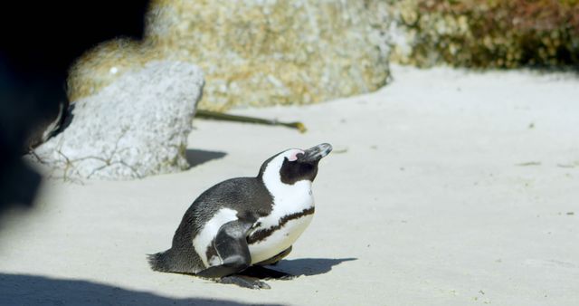 African penguin basks in the sun on sandy beach, with copy space. Its distinctive markings stand out in the bright outdoor setting.