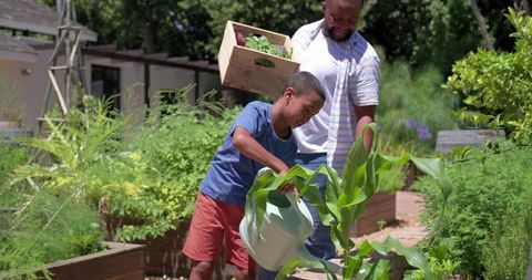 African american father and son tending raised bed garden, watering corn, family bonding