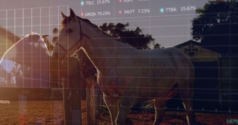 White horse in farmyard at sunset overlay stock market data