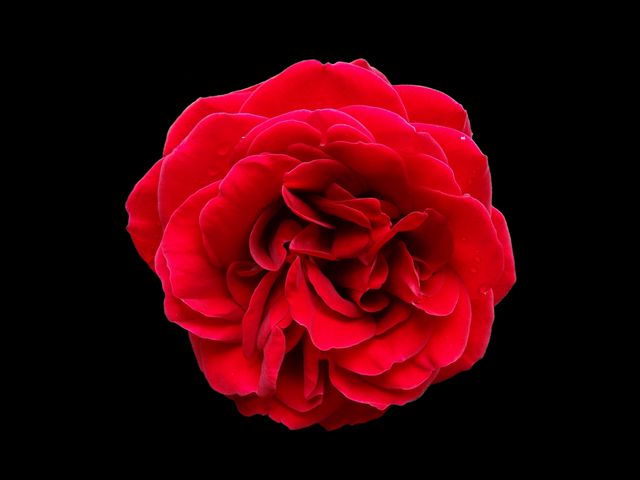 Red rose in full bloom set against a black background. Perfect for use in romantic settings, floral designs, elegant invitations, nature-focused projects, or decorating websites and blogs related to love and beauty.