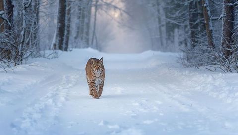 Eurasian lynx walking down snow-covered forest path showing paw prints and morning mist