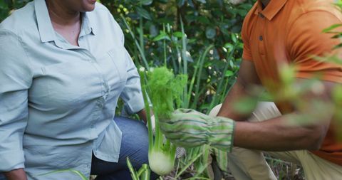 Senior Couple Gardening and Harvesting Vegetables in Nature