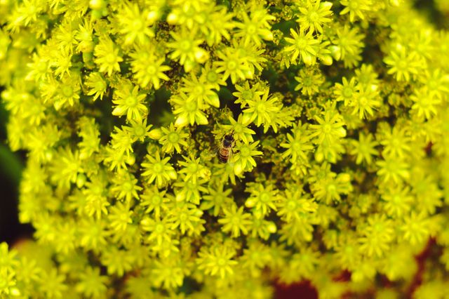 Flowers yellow bee pollen - Download Free Stock Photos Pikwizard.com