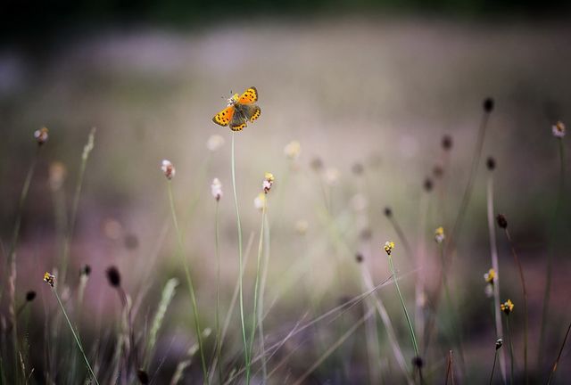 Bright orange butterfly resting on wildflowers in a tranquil meadow adds elegance and beauty to nature-focused content. Ideal for use in nature blogs, educational materials about butterflies and pollination, or background for spring-themed designs.