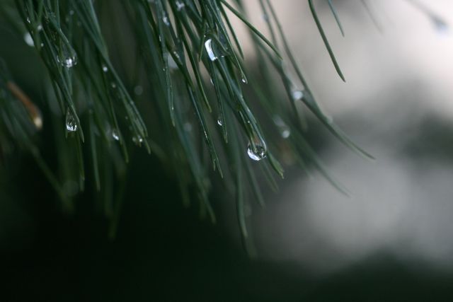 Closeup of pine needles with dewdrops clinging to them in early morning light, creating a serene and peaceful atmosphere. Perfect for nature-themed designs, background images, and relaxation content. Can be used in environmental awareness campaigns, promoting serenity and calmness, and illustrating the beauty of natural details.