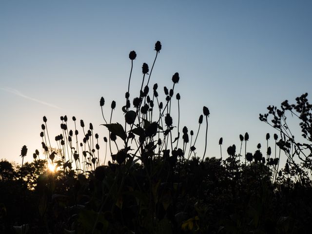 Autumn Sunrise with Silhouettes of Wild Plants and Clear Sky - Download Free Stock Photos Pikwizard.com