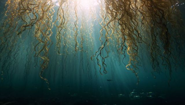 Sunlit kelp forest with swaying golden fronds and light rays piercing turquoise ocean