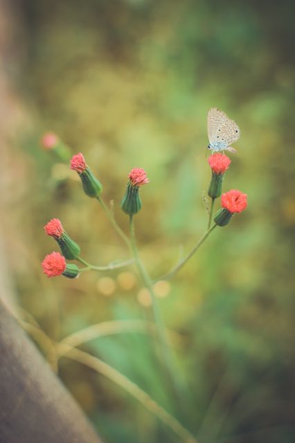 Beautiful close-up of a delicate butterfly perched on budding pink flowers. Ideal for nature-themed projects, gardening articles, spring and ecosystem illustrations, or inspirational and serene artwork. Captures the calm and gentle beauty of wildlife within a natural garden setting.