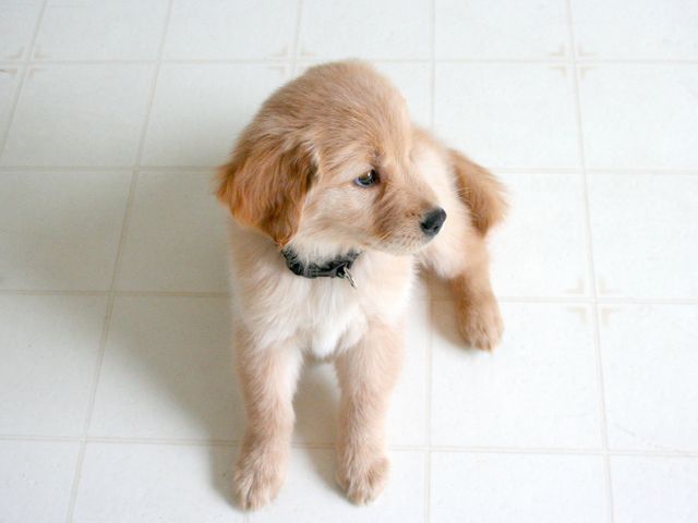 Depicts a cute golden retriever puppy resting on a light-colored floor. The puppy looks to the side, wearing a black collar. This image is perfect for pet products, adoption campaigns, or social media posts advocating for pet care and training.