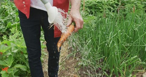 Senior Man Gardening and Watering Freshly Harvested Vegetables
