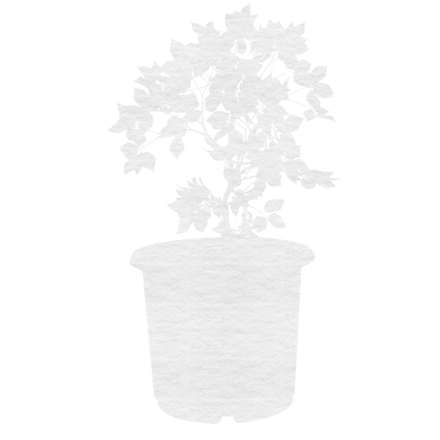 Transparent Potted Plant Silhouette for Design Projects - Download Free Stock Videos Pikwizard.com