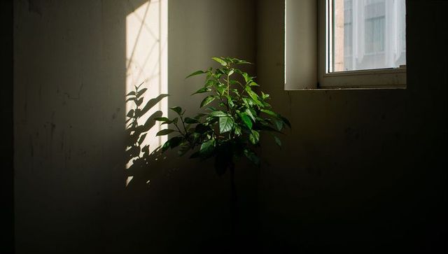 Sunlight Casting Leaf Shadow of Indoor Foliage on Textured Plaster Wall by Window