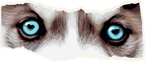 Blue cat eyes peeking through torn edges transparent artwork