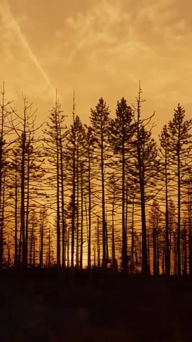 Vertical Forest Pan Showing Tall Pine Silhouettes Framing Low Sun at Golden Hour
