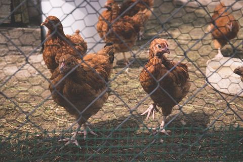 Red-Brown Hens Pecking and Standing Behind Chicken Wire Fence on Rural Homestead