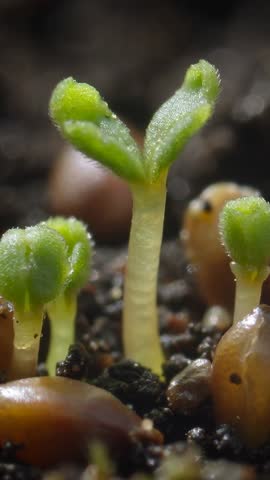 Vertical macro video of seedling sprouting from soil, cotyledons unfolding, seed casings