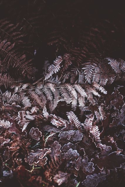 Macro photography of frosty ferns and other withered leaves on a shadowy forest floor. Perfect for nature-themed backgrounds, winter season promotions, environmental conservation campaigns, and botanical studies. Captures the serene and tranquil atmosphere of a winter forest.