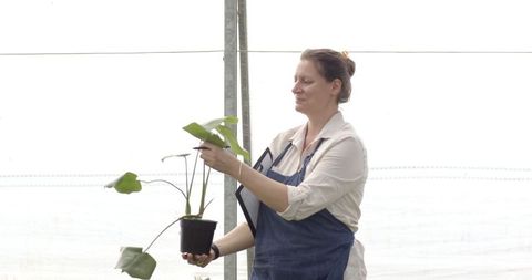 Mature horticulturist analyzing plant growth in greenhouse