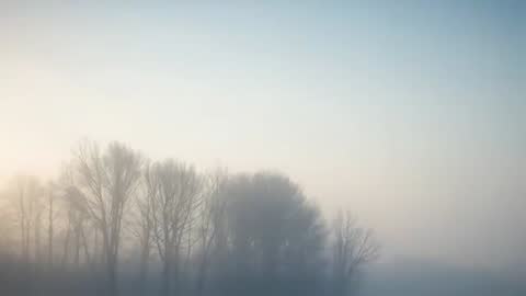 Fog rolling across frosted field with silhouetted leafless trees at soft dawn light