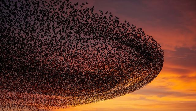 Thousands starlings creating giant swirling murmuration over vibrant sunset sky