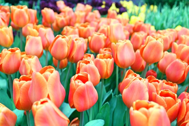 Vibrant Orange and Yellow Tulips in Full Bloom - Download Free Stock Photos Pikwizard.com