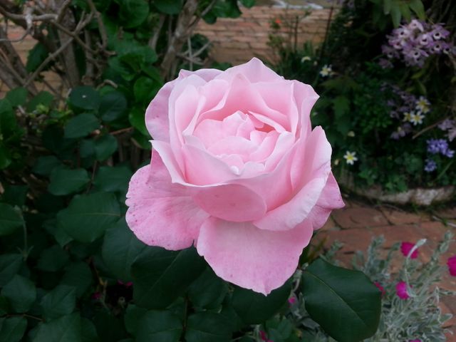 Soft Pink Rose Blooming in Garden - Download Free Stock Photos Pikwizard.com