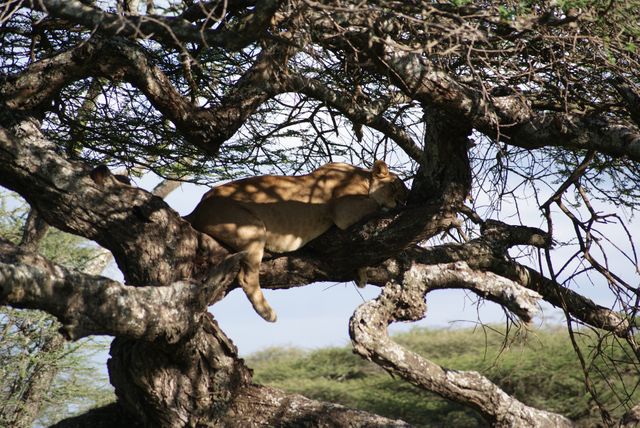 Lioness Resting on Tree Branch in African Savannah - Download Free Stock Photos Pikwizard.com