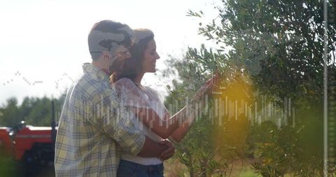 Romantic Couple Picking Olives in Scenic Orchard Landscape