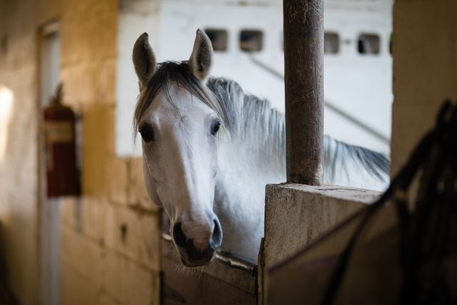 Close up of horse looking away in stable