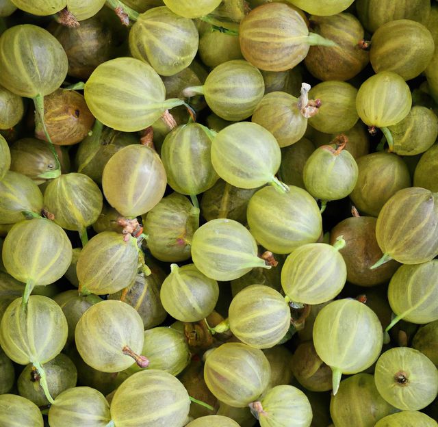 Close-up view of a large number of fresh organic gooseberries. Image can be used for promoting healthy eating, natural food blogs, vegetarian recipes, and fruit farming. Ideal for food industry advertisements, nutritional articles, and harvest season promotions.