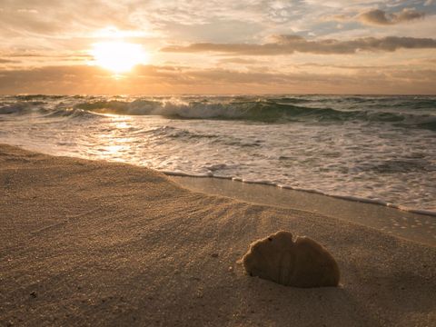 Golden Sunset Waves Lapping Sand with Lone Seashell on Tranquil Shoreline