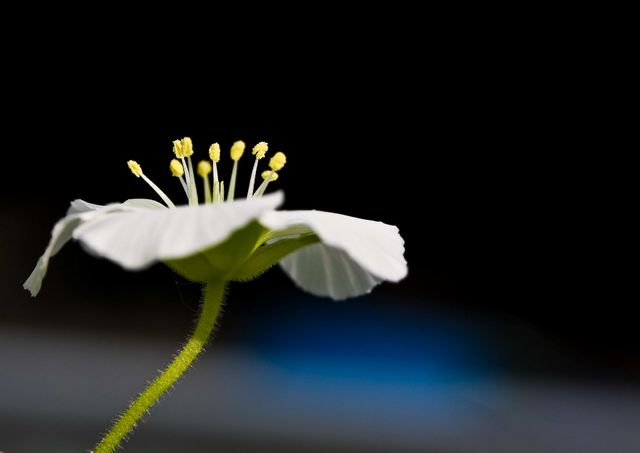 This detailed macro showcases a delicate white flower with prominent yellow stamens set against a contrasting dark background, emphasizing intricate details. Ideal for nature-themed projects, floral studies, botanical presentations, and decorative elements. Also suitable for backgrounds in design work due to the neutral and non-distracting dark backdrop.