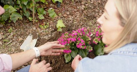 Female friends planting vibrant pink flowers in garden bed with metal trowel