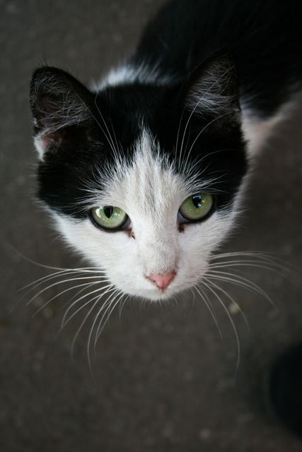 The black and white cat with striking green eyes can be used in various contexts: pet care advertisements, veterinary clinic brochures, animal lover websites, and social media posts related to pets.