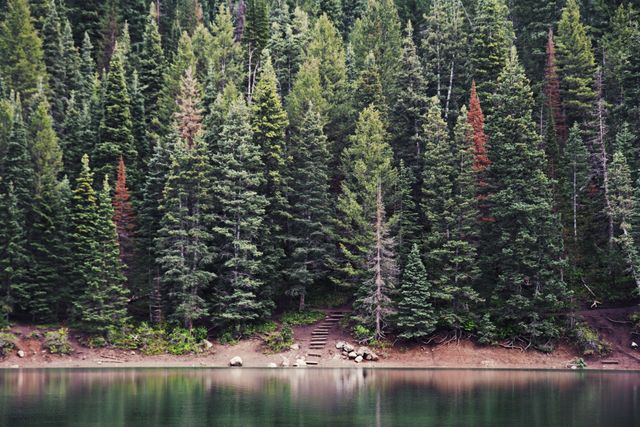 Scenic Forest Reflection with Pine Trees and Water - Download Free Stock Photos Pikwizard.com