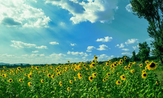 Yellow Sunflower Field Under Blue and White Sky - Download Free Stock Photos Pikwizard.com