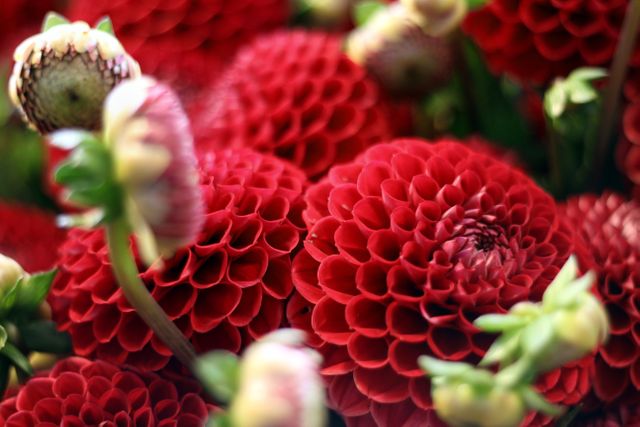 Vibrant red dahlia flowers in full bloom with detailed petal patterns. Perfect for horticulture magazines, gardening blogs, floral arrangement catalogs, or any nature-themed project highlighting the beauty of flora.