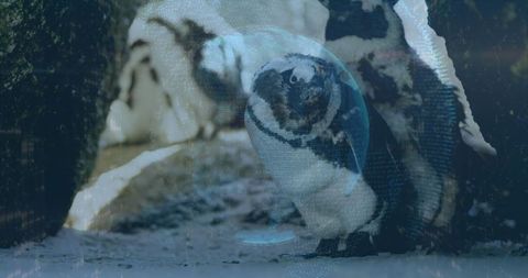 Solitary Penguin on Snowy Terrain with Rocky Background