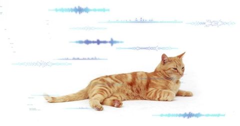 Ginger tabby cat reclining and stretching with cyan soundwave overlay on white background